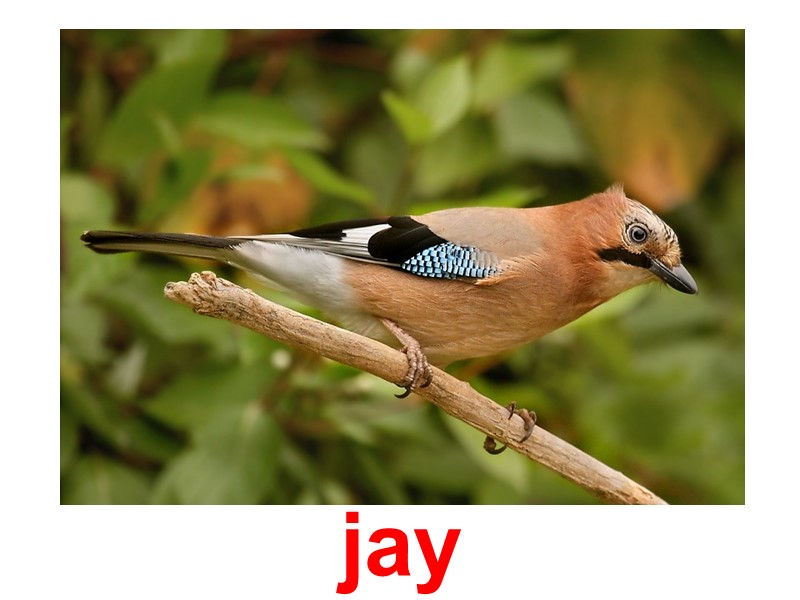 jay